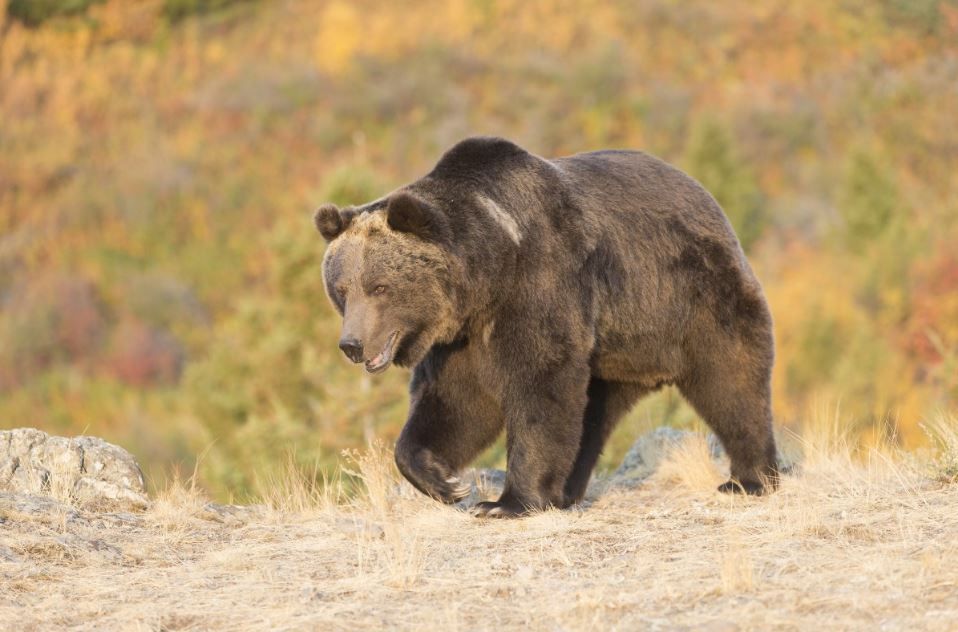 (File photo: Dennis W. Donohue via Shutterstock)