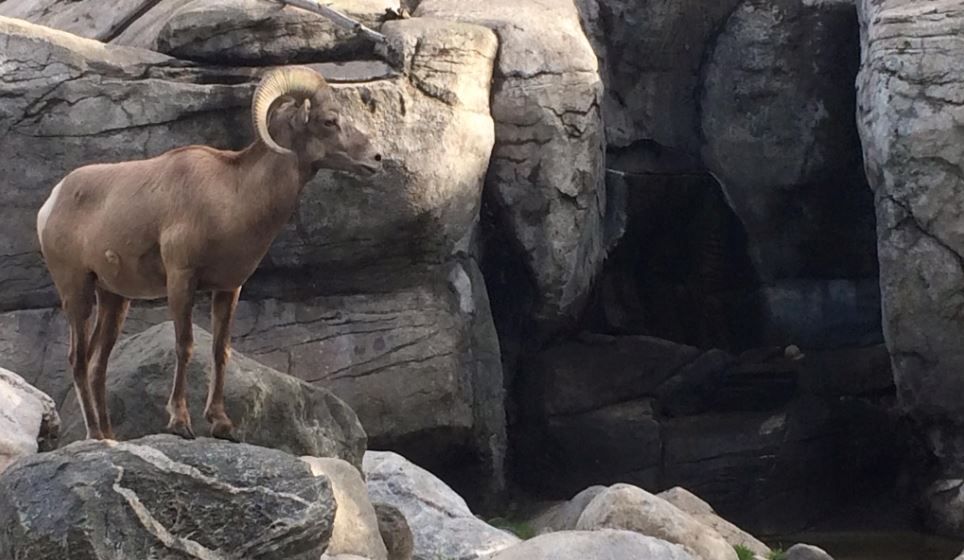 ZooMontana announced Monday it is closing the Bighorn Sheep display. (Photos courtesy ZooMontana)