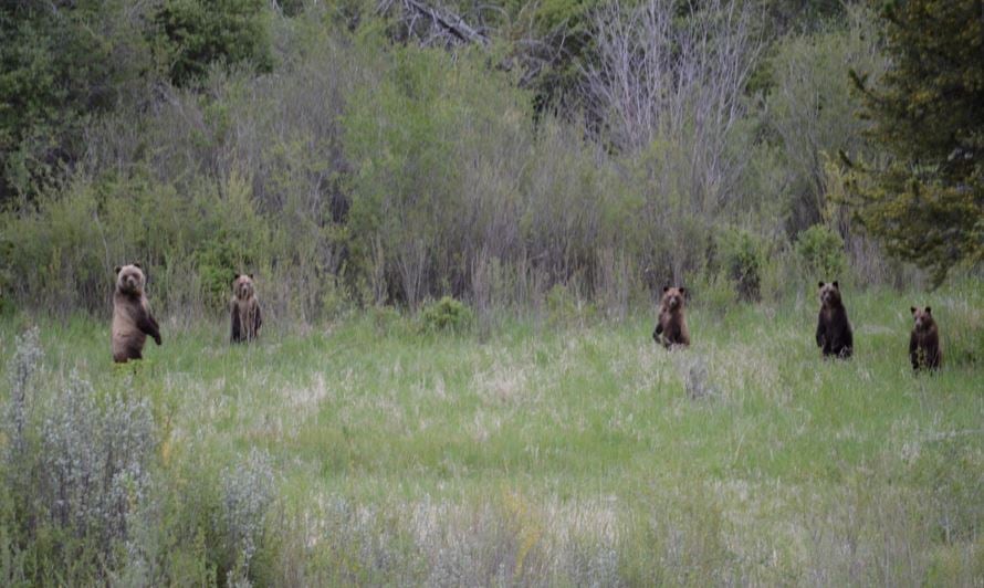 5 Grizzly Bears off North Fork Highway. Photo by Ashley Southworth