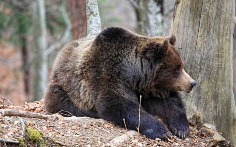 More bear activity being reported across Western Montana More bear activity being reported across Western Montana